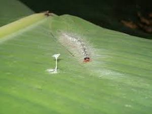 uploads/images/pest/banana hairy caterpillar.jpg